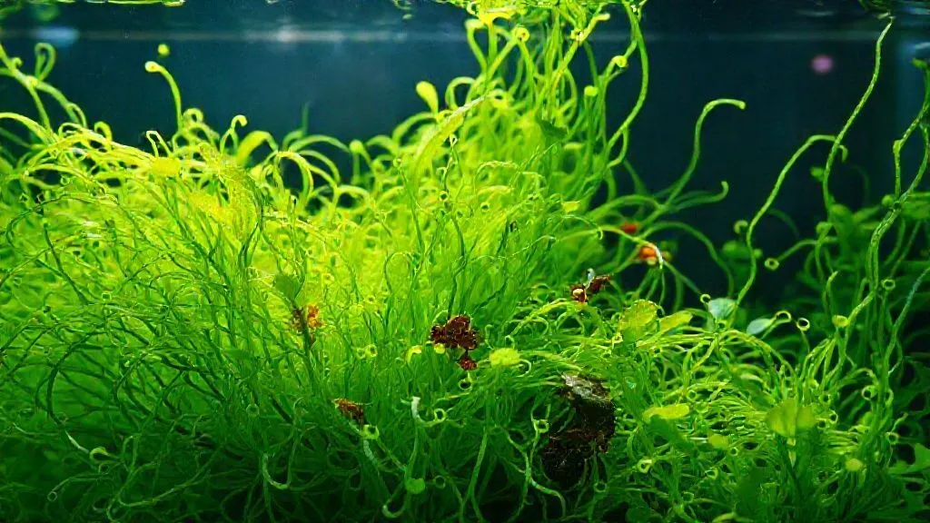 Algas Verdes Filamentosas: 7 Passos para Erradicá-las e Salvar Suas Plantas