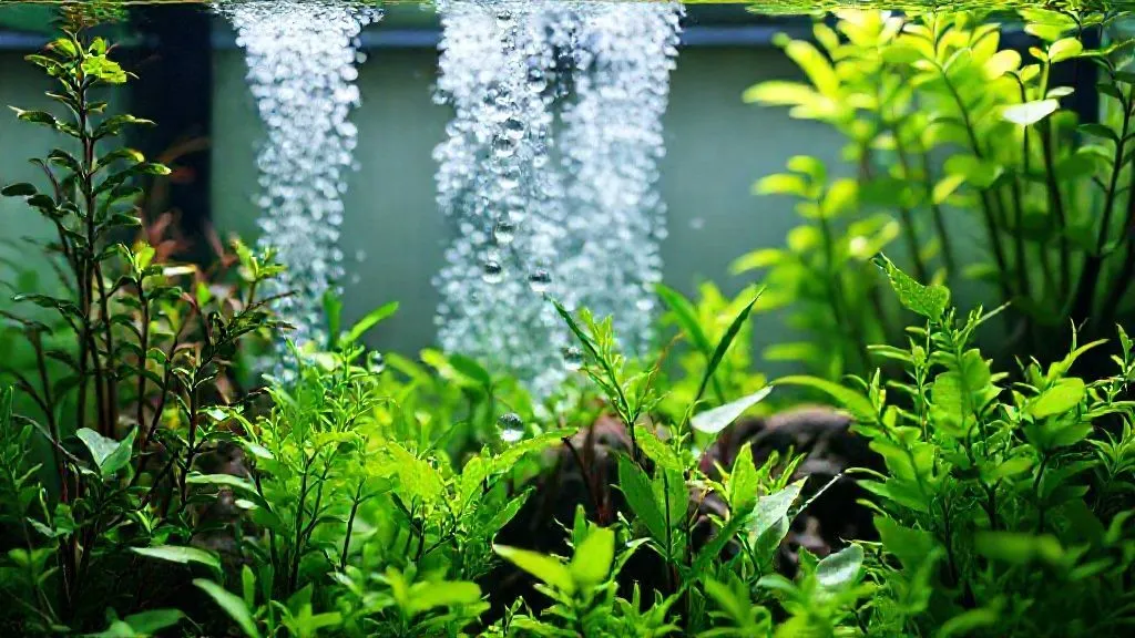 5 Passos para Automatizar CO2 e Fertilização e Eliminar Algas no Aquário Plantado