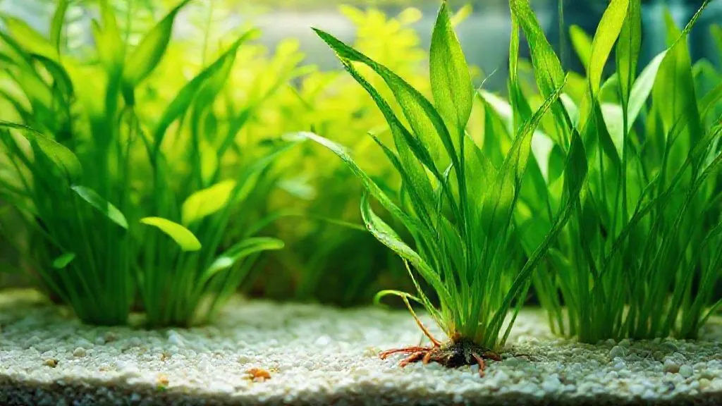 Como Nutrir Plantas em Aquário com Cascalho Inerte: 7 Passos Essenciais