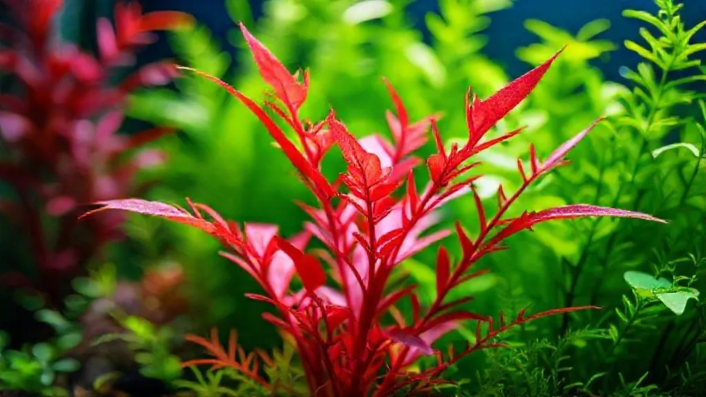 5 Passos para Rotala Vermelha Vibrante: Diga Adeus ao Desbotamento no Aquário!