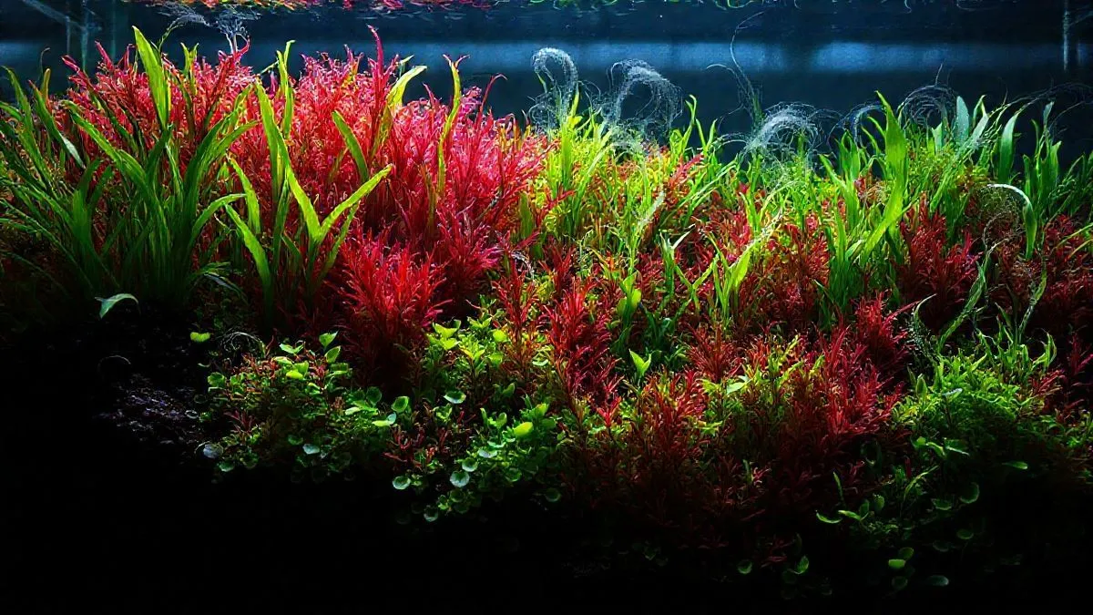 7 Estratégias para Otimizar Competição de Plantas e Vencer Algas Persistentes