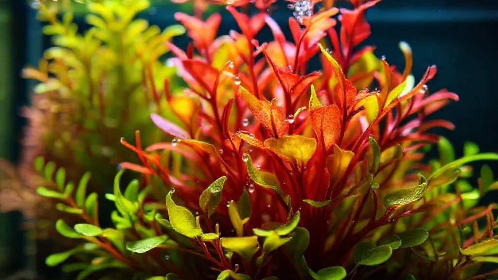 5 Passos Essenciais: Como Otimizar a Absorção de Micronutrientes em Aquários Plantados?
