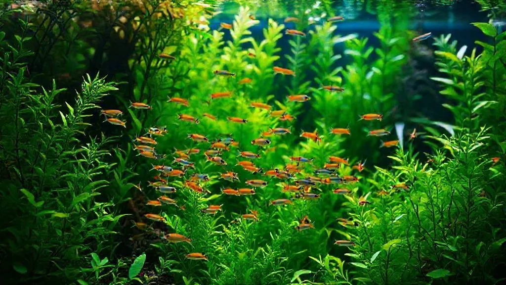 7 Peixes Pacíficos para Aquários Plantados: Evite Danos às Suas Folhas
