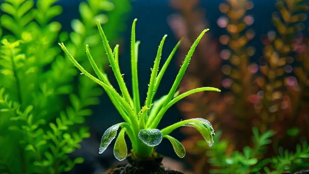 Echinodorus Derretendo Pós-Plantio? 7 Passos Para Salvar Suas Plantas!