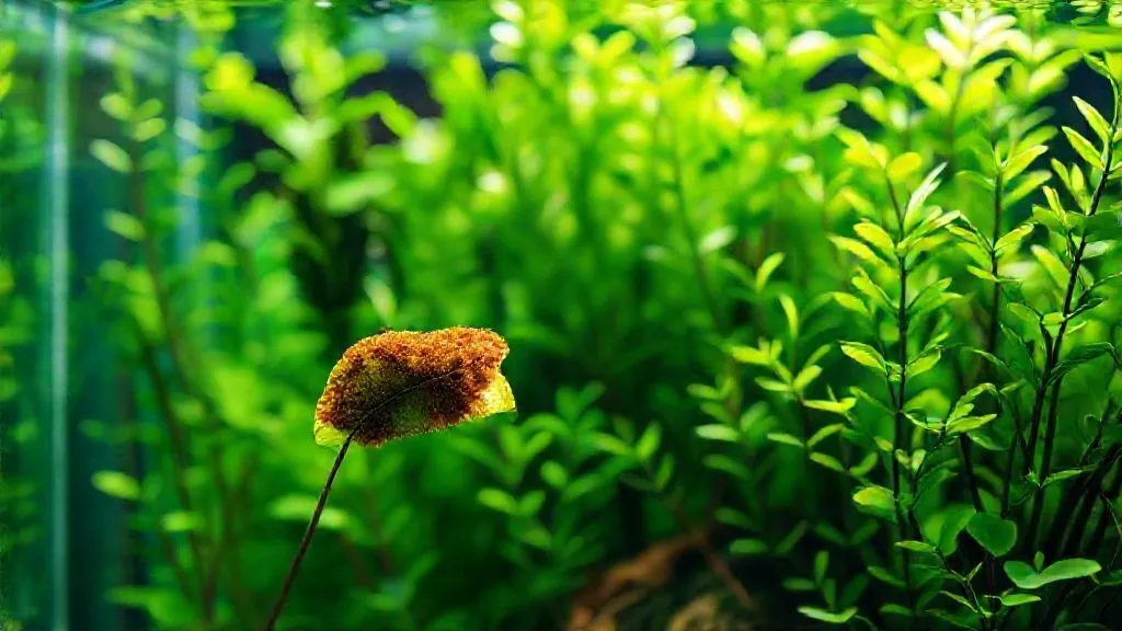 7 Passos para Eliminar Algas Marrons Persistentes em Aquário Plantado: Qual a Raiz?