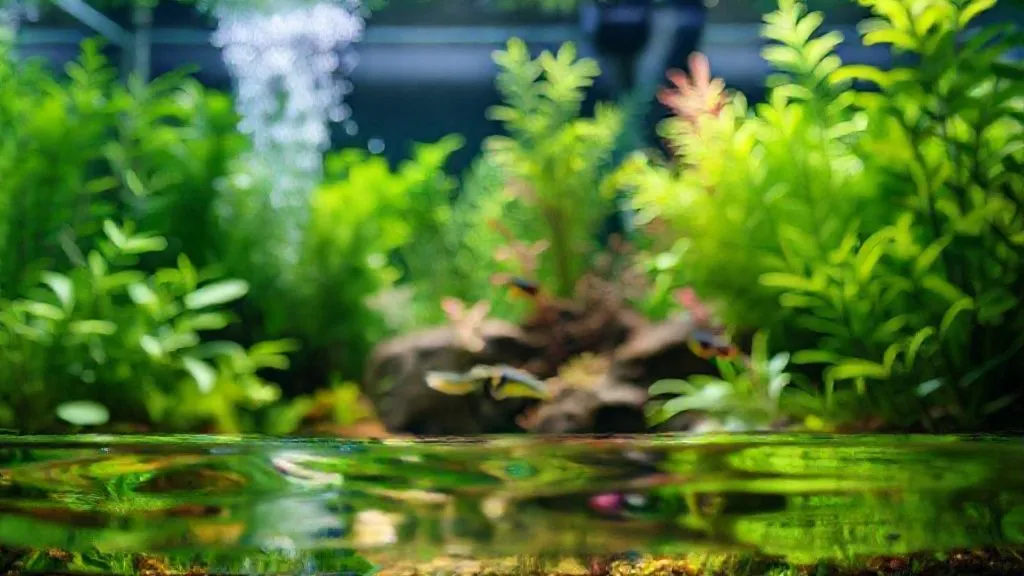 7 Estratégias Essenciais: Filtragem e Temperatura para Aquários Plantados Estáveis?