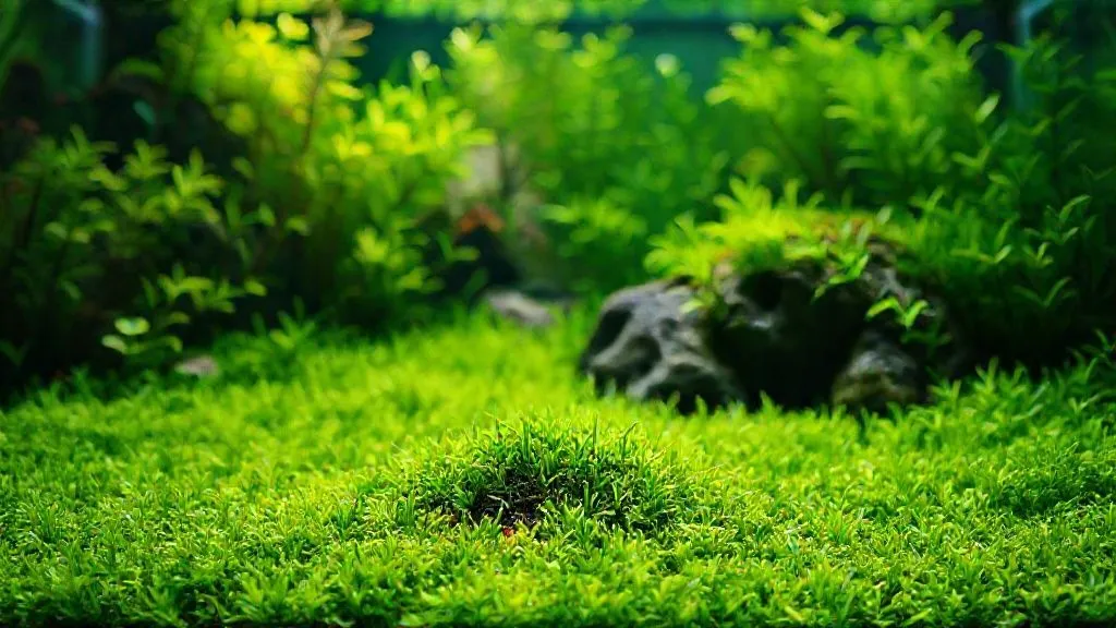 Meu Carpete de Hemianthus Parou de Crescer: 7 Passos para Reverter e Revitalizar!