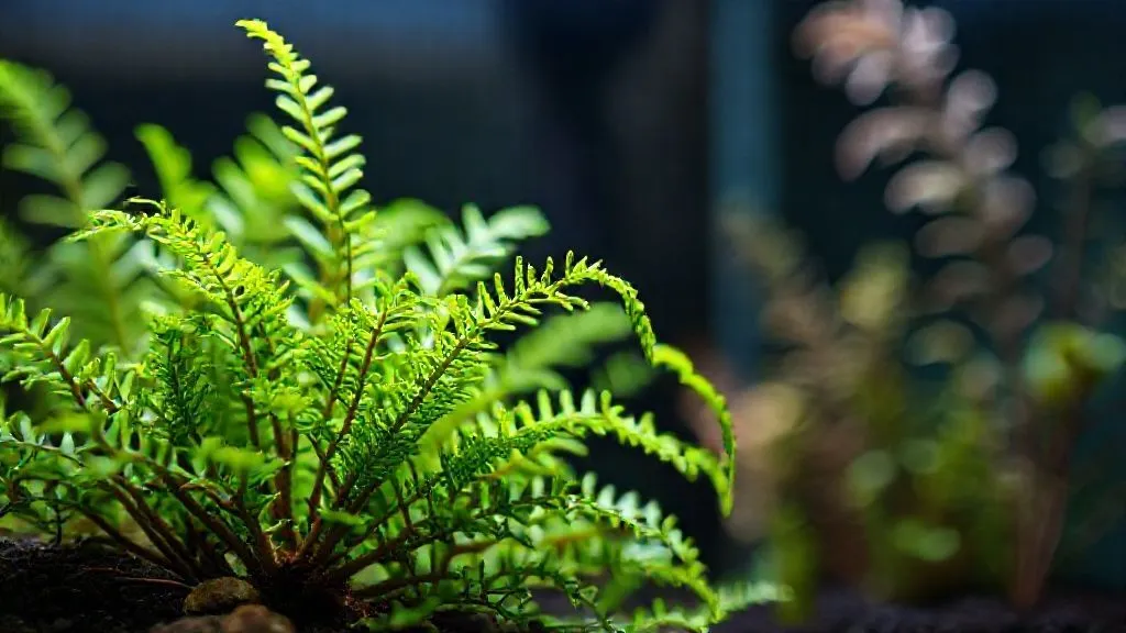 Microsorum Apagado? 5 Passos para Reverter o Definhar em Aquários Low Tech