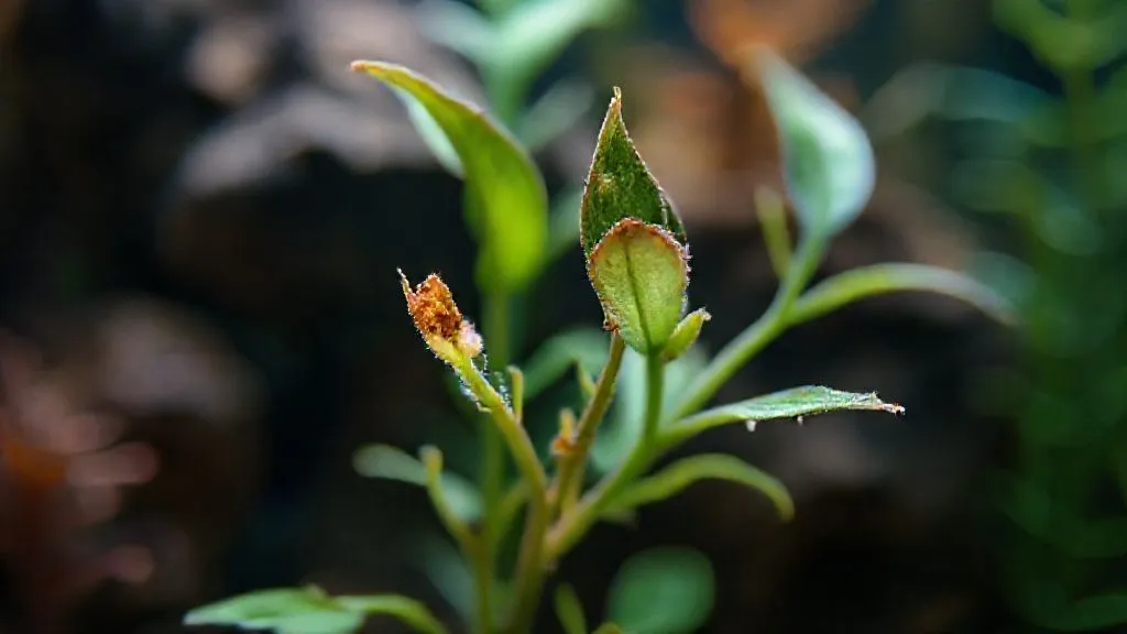 Minha Cabomba Derrete no Aquário Low-Tech: 7 Soluções Urgentes?