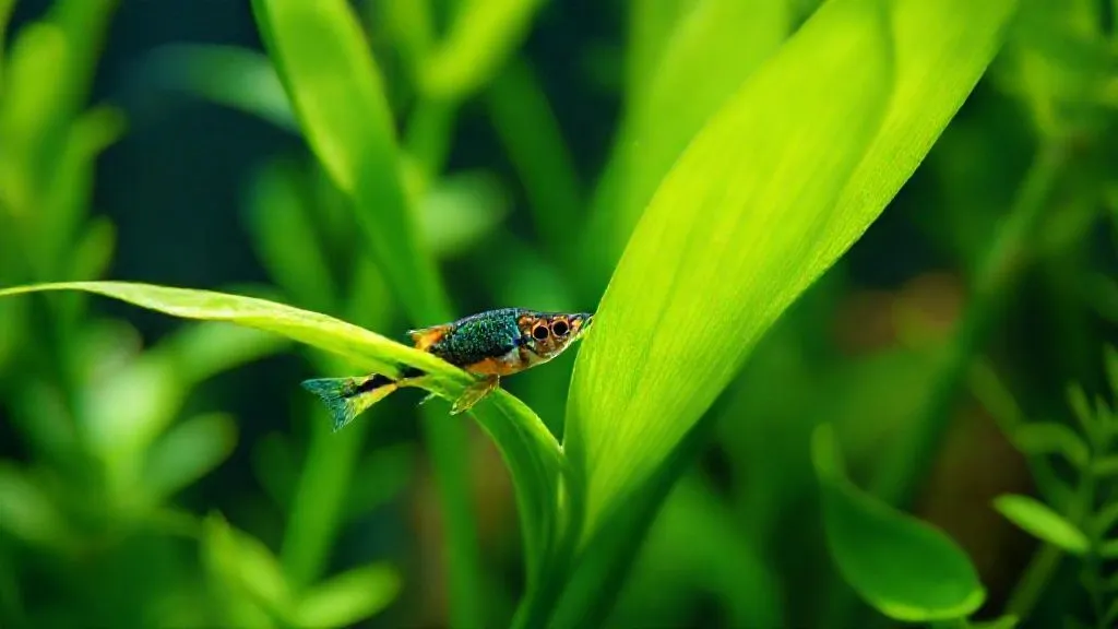 7 Soluções Urgentes: Peixes Tropicais Devorando Suas Plantas Aquáticas?