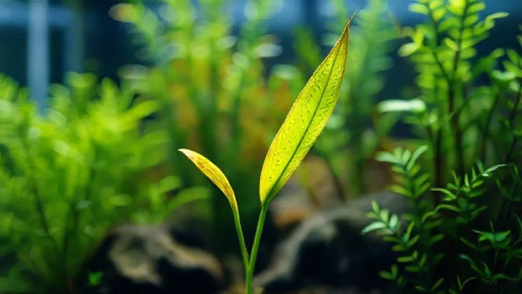Plantas de Aquário Não Reagem à Fertilização? 7 Soluções Acionáveis!