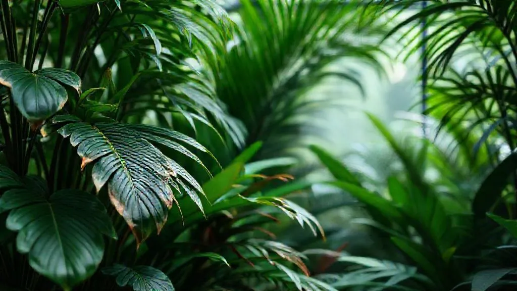 7 Estratégias Essenciais: Soluções para Umidade Baixa em Terrários Tropicais