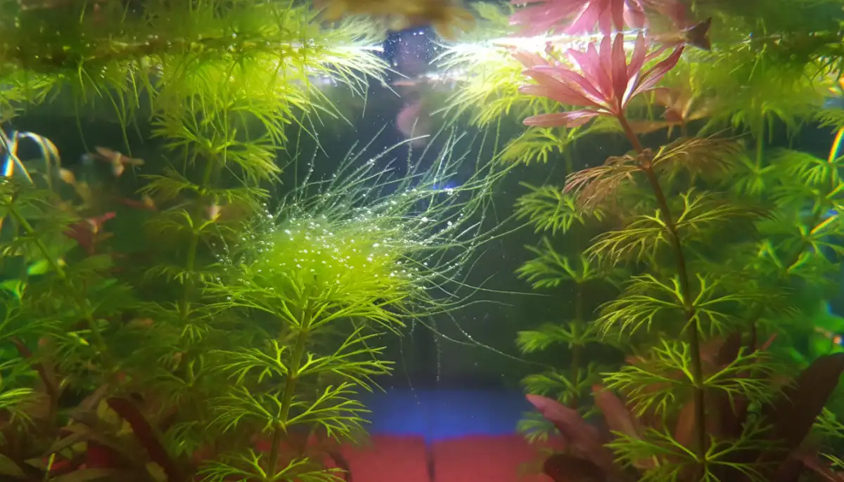 A imagem detalhada mostra as algas filamentosas agarradas às folhas das plantas, evidenciando a necessidade de um controle eficaz para manter a saúde e a estética do aquário. A imagem detalhada mostra as algas filamentosas agarradas às folhas das plantas, evidenciando a necessidade de um controle eficaz para manter a saúde e a estética do aquário.