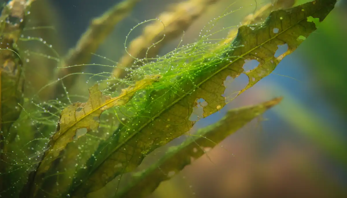 Esta imagem detalhada mostra algas filamentosas crescendo nas folhas de uma planta aquática, evidenciando os danos causados ao tecido vegetal e a importância de um controle eficaz para a saúde do ecossistema do aquário.