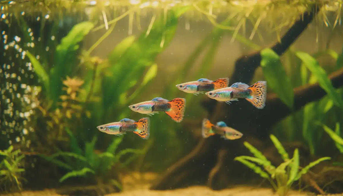 Um grupo de lebistes coloridos nadando em um aquário plantado. Um grupo de lebistes coloridos nadando em um aquário plantado.